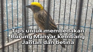 Download lagu Cara membedakan burung Manyar kembang betina atau jantan mp3 Download lagu Cara membedakan burung Manyar kembang betina atau jantan mp3