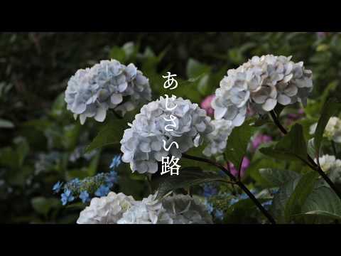 長谷寺｜あじさい路｜Hydrangea path, Hasedera, Kamakura