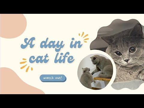A DAY IN THE LIFE OF MY CATS | Adopt British Shorthair