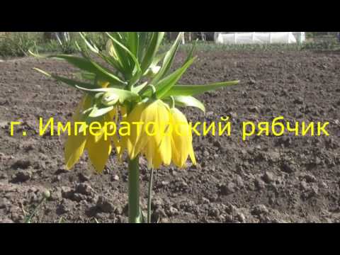 Многолетние цветы в мае после первой зимовки. Обзор клумбы