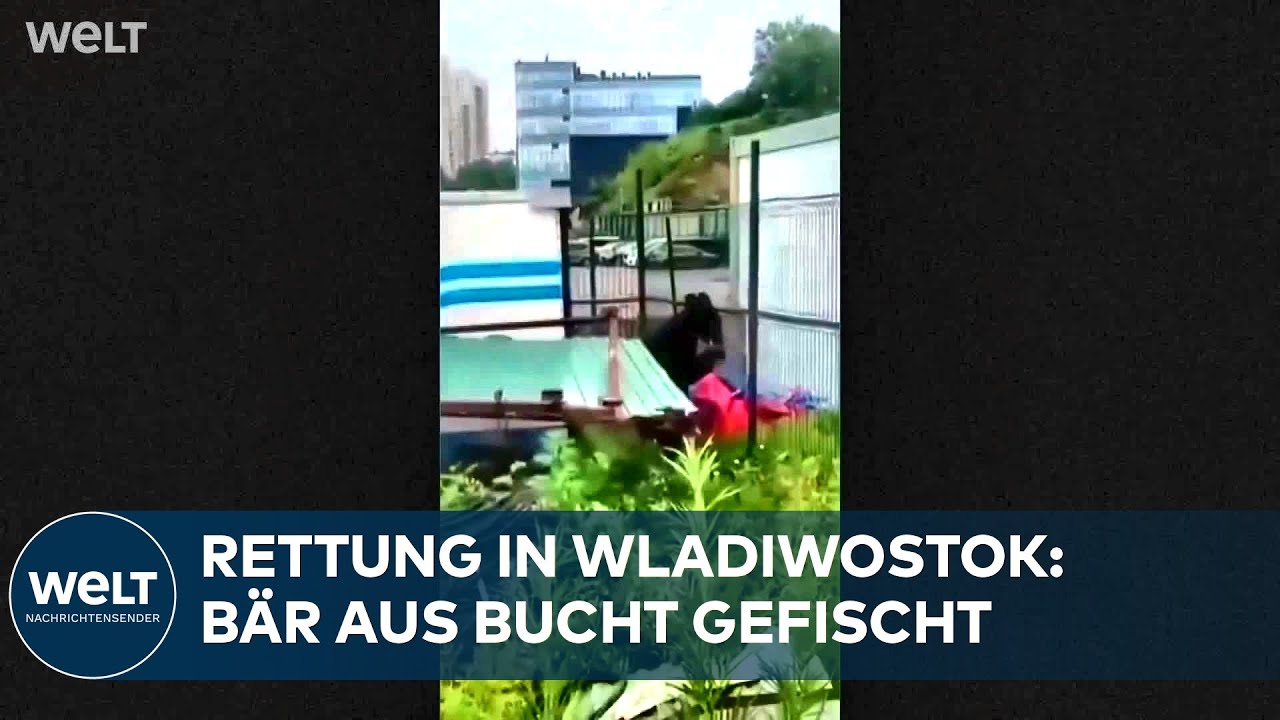 WLADIWOSTOK: Schwarzbär durchschwimmt die Bucht – und landet im Industriegebiet – im Überblick