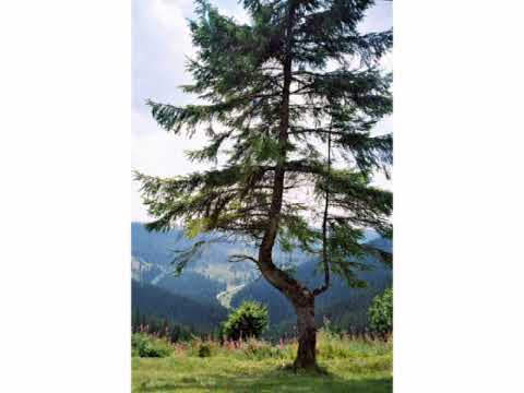 Sólyomfi Nagy Zoltán - Ahol földet ér az ég.....