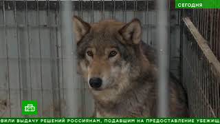 В Москве откроют новый реабилитационный центр для диких животных