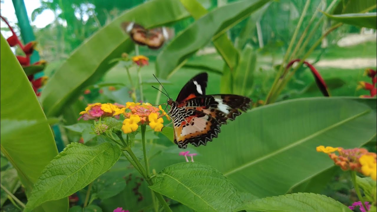 Dive into the colorful world at Siquijor Butterfly Sanctuary.