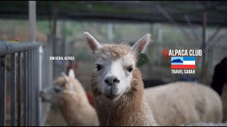 Download lagu Info MENARIK tentang Alpaca di Kundasang, Sabah mp3 Download lagu Info MENARIK tentang Alpaca di Kundasang, Sabah mp3