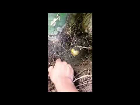 #shorts/TREASURE UNDER CENTURY TREE