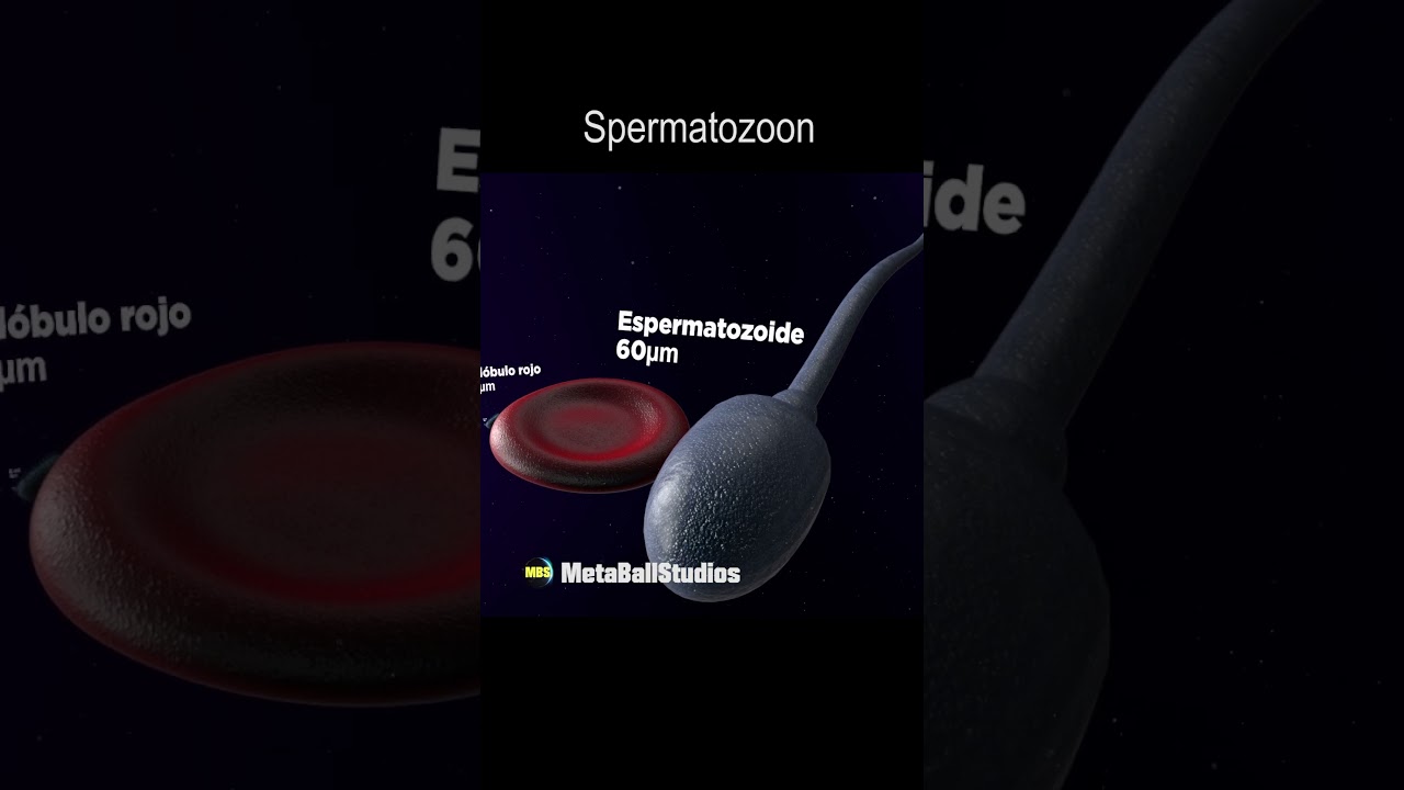 Microorganisms Size Comparison! 🦠🤯