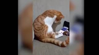 Кот, увидевший погибшего хозяина