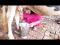 Morning Routine First Time Cow Milking First Delivery Ajj Hamne Calf Ka Name Be Rakh Diya