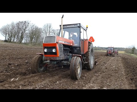 Ursus C-1201 De Luxe Ploughing with 2-Furrow Plough | Manure Season 2017 | Store Møgdag 2017