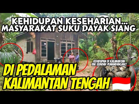 MELIHAT KEHIDUPAN KESEHARIAN MASYARAKAT SUKU DAYAK SIANG DI PEDALAMAN KALIMANTAN TENGAH 🇮🇩