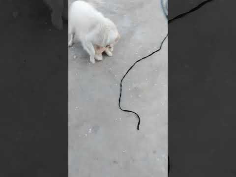 shorts#youtubeshorts#ytshorts#ytshortspets #comedy #animals #cat #viralvideo #funny#cutepuppy#cute