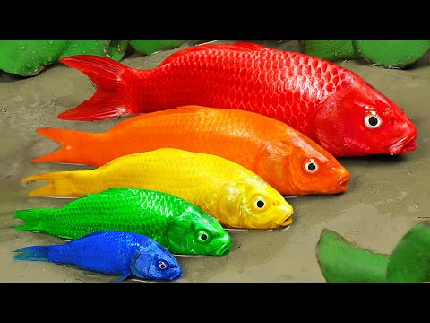 Stop Motion ASMR - Koi Fish Hunting Pink Catfish | Colorful Koi Fish | Primitive Cooking Experiment