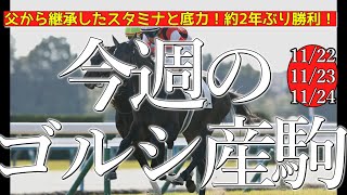 今週のゴールドシップ産駒 (11/22,23,24)【父から継承したスタミナと底力！約2年ぶり勝利！／ウインデイジー,ウイントレメンデスなど】