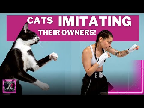 CATS IMITATING THEIR OWNERS!