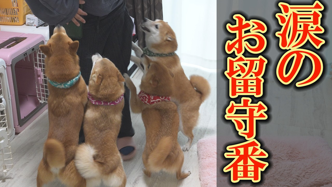 ママが２度と帰って来ないと思い込んだ悲痛な柴犬達の緊迫のお留守番・・・