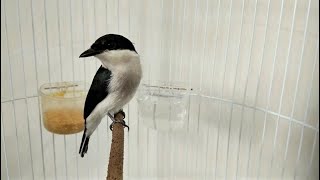 Download lagu Burung Jingjing Batu Gacor Suara Variasi Masteran Asik mp3