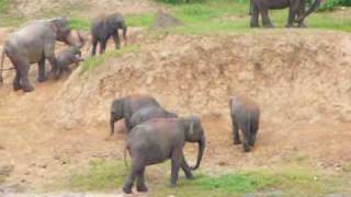 preview picture of video 'Holiday in Sri Lanka -  Elephant Orphanage at Pinnawala'