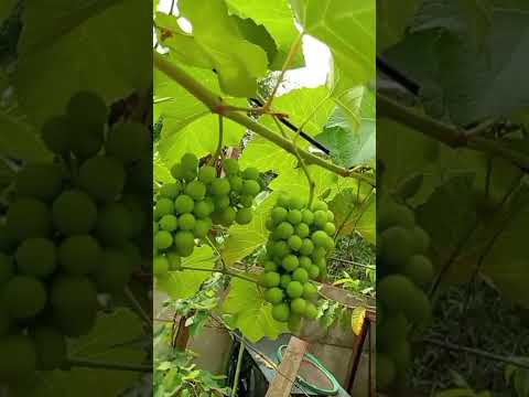 A primeira carga de uva,isso em itajá Goiás