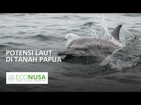 Eksplorasi Kekayaan Laut Papua Tengah