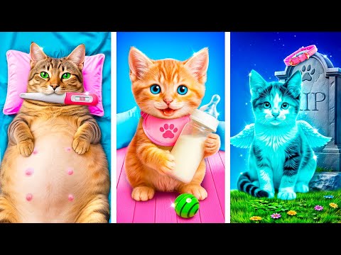 I Adopted a Kitten! Tips and Tricks for Pet Owners!