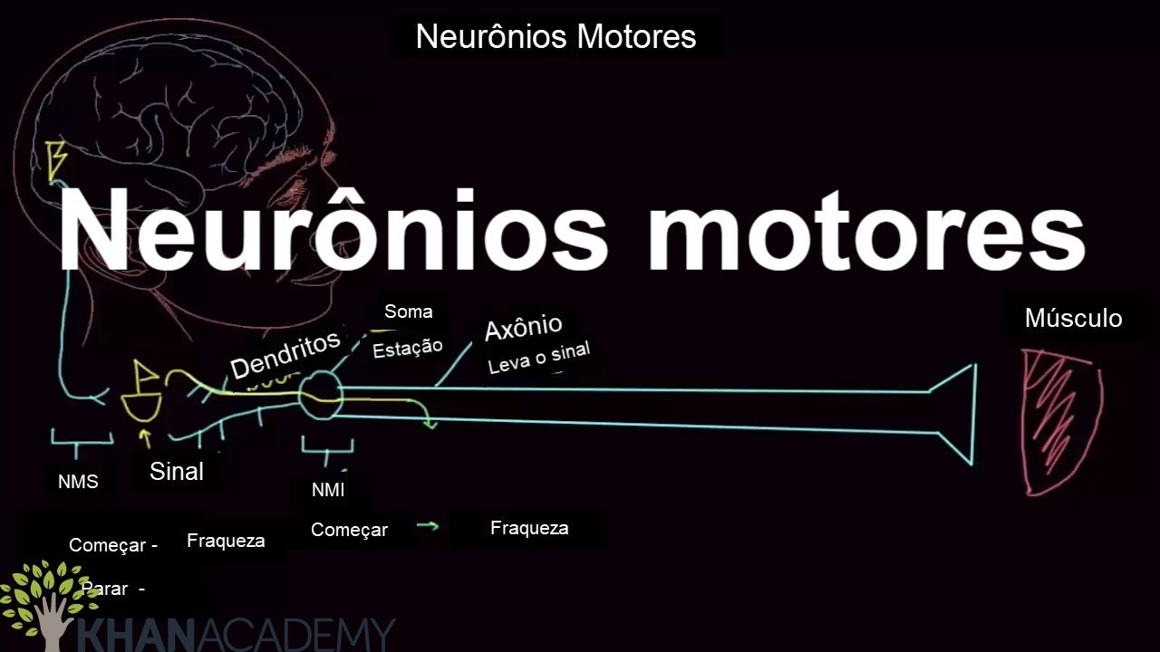 Neurônios motores | Saúde e medicina anatomia e fisiologia humana | Khan Academy