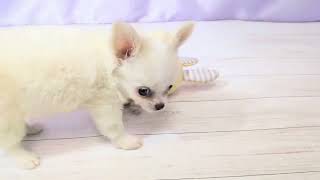 チワワ(ロング)の動画01