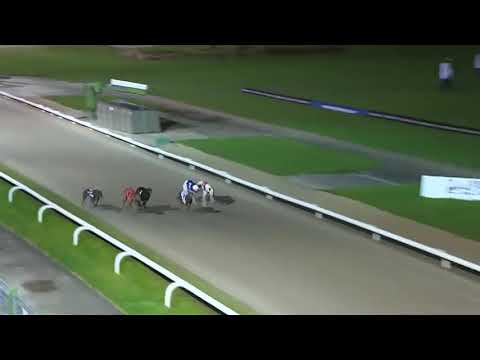 Queen Dolly - British Breeders Stakes Semi Final 2