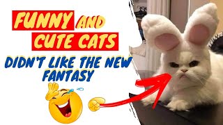 SUPER SHORTS 14 - FUNNY CATS AND CUTE