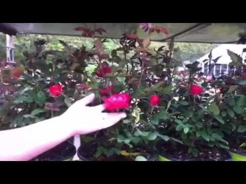 download lagu mp3 mp4 3 Gallon Knockout Roses For Sale, download lagu 3 Gallon Knockout Roses For Sale gratis, unduh video klip 3 Gallon Knockout Roses For Sale