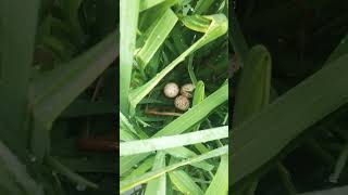 Download lagu biarkan mngeram menetas keseimbngn alam teejaga mp3