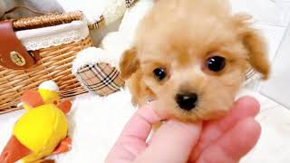 ハーフ犬の動画02