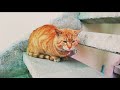 Orange Cats Meowing A Cat Couple Comes To My House Part 1
