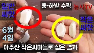 마늘재배-씨마늘값에 4분의 1인 쪽마늘(아주작은씨앗) 심은 결과 공개 [농사TV]