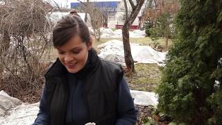 Садовый влог 13. 04. 2019/ Раскрываю розы/ Итоги зимовки