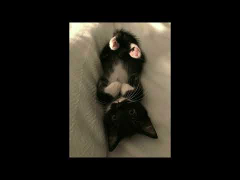 [FREE] rizza x sqwore x 17 seventeen x treepside type beat