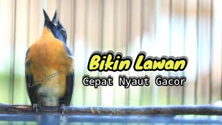 Download lagu BIKIN LAWAN CEPAT NAIK EMOSI‼️TLEDEKAN GUNUNG GACOR DOR mp3