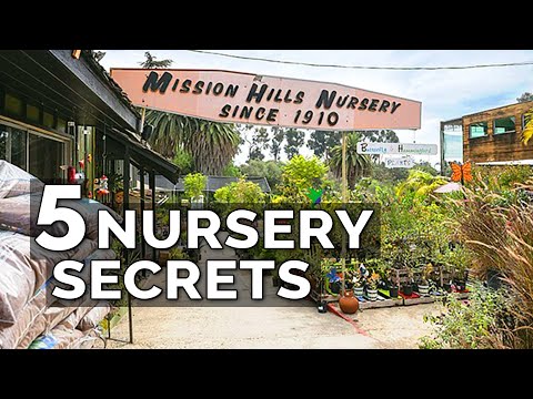 How to Transplant Seedlings My High Density Method