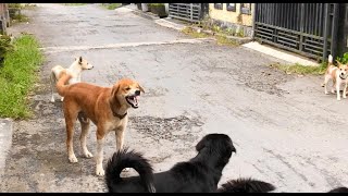 Download lagu ANJING MENGGONGGONG mp3