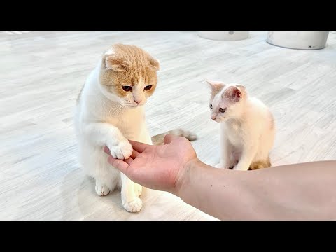 先輩から初めて「お手」を教わった新入り子猫が賢すぎてまさかのこうなりました…
