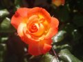Alan Jackson -  Like Red on A Rose