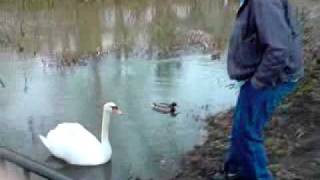 Sum fool trying to touch a swan