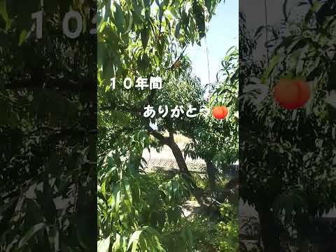 果樹園：一緒に植えてはいけない果樹10本！  庭園