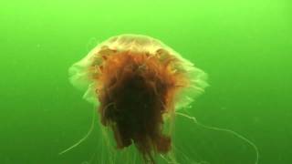 Cyanea capillata. White Sea, Jul 2011