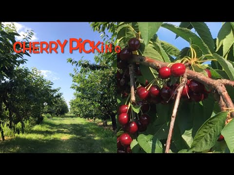 আমেরিকায় চেরী বাগানে কিছুক্ষণ। Cherry picking at the Bittner Singer Orchards. @planetaaaraa