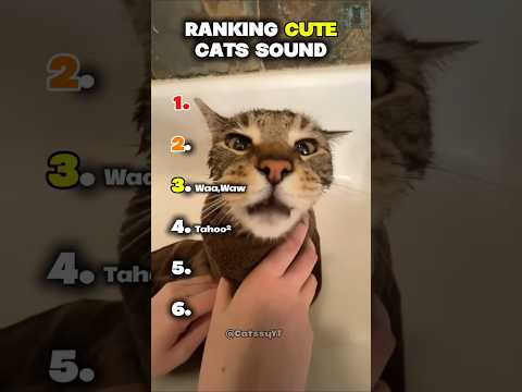 Ranking Cute Cats sound