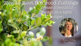 Plant Propagation - Boxwood Cuttings