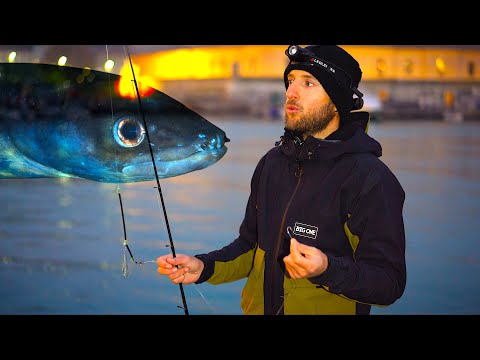 I SIGNORI DELLA NOTTE INVERNALE! Pesca e Ricatture di Gronghi dal Porto: Una Ricerca Sperimentale