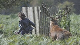 10 Most Feared Animals