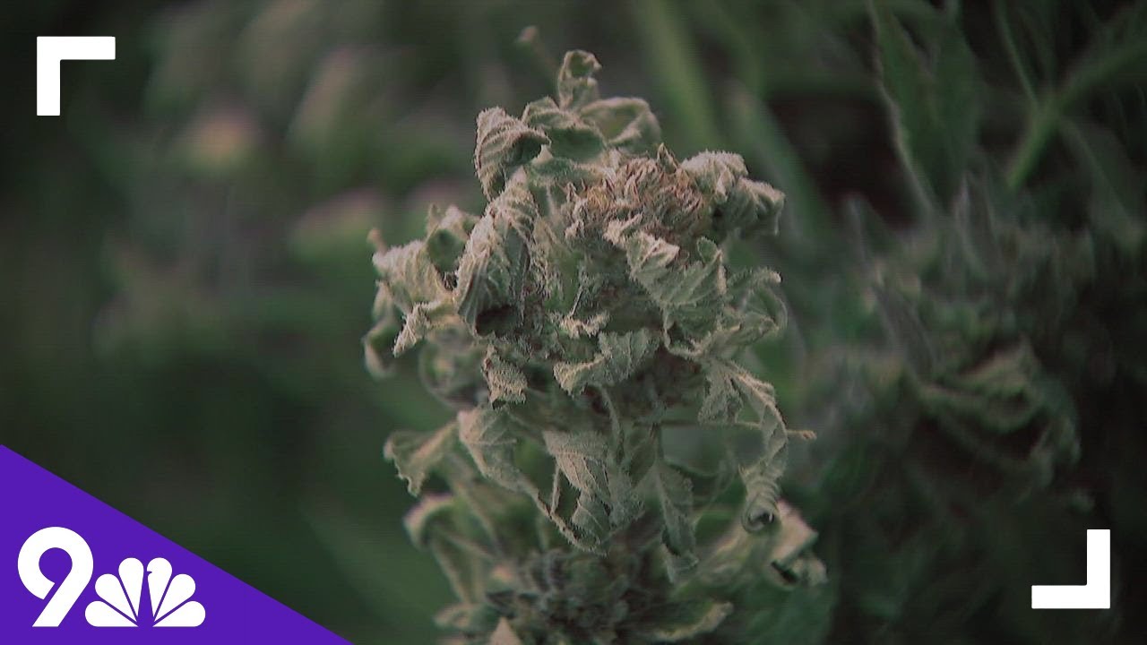 New study reveals impact of smoking marijuana on the lungs